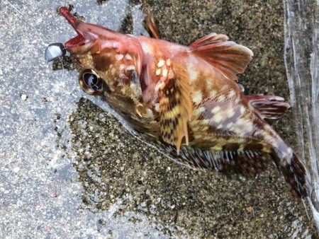 マゴバチで癒しのライトゲーム