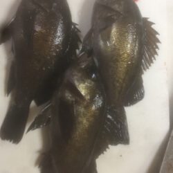 刺身が食べたくて