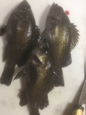 刺身が食べたくて