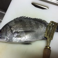 極寒のチヌ釣り