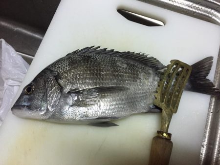 極寒のチヌ釣り