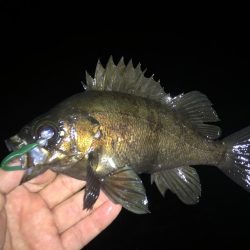 メバル好釣中♪