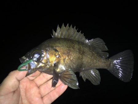 メバル好釣中♪