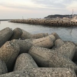 寒ボラが食べたい！
