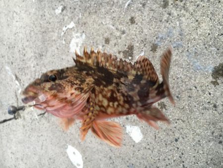 寒波の中休み？