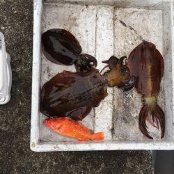 バースデーイカ ゲット