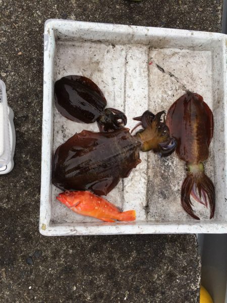 バースデーイカ ゲット