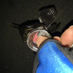 ライトワインド