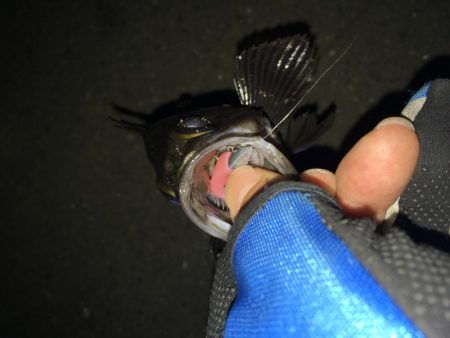 ライトワインド