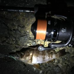 イカナゴ解禁前に！