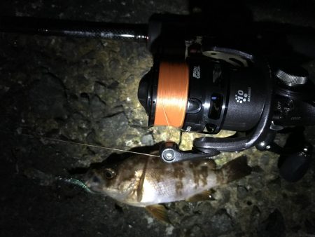 イカナゴ解禁前に！