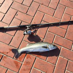 午後からエビ撒き釣り