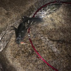 冷音 ふらっしー