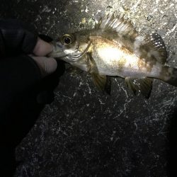 サイズアップならず!