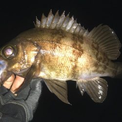 月夜〜朝マヅメ