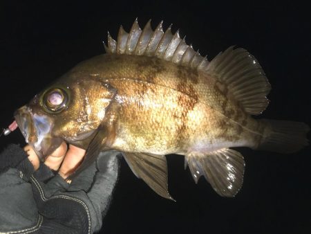 月夜〜朝マヅメ