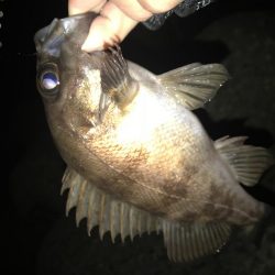 メバリング釣行第3弾
