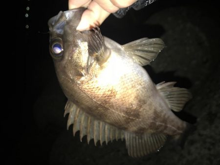 メバリング釣行第3弾