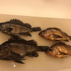 爆釣メバリング