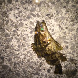 今年初のタケノコ狩り