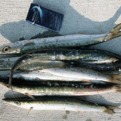 ５０センチカマス