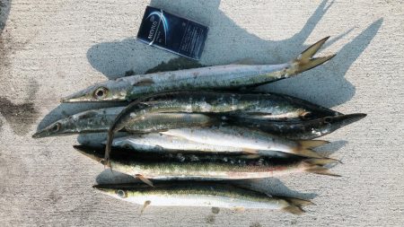 ５０センチカマス