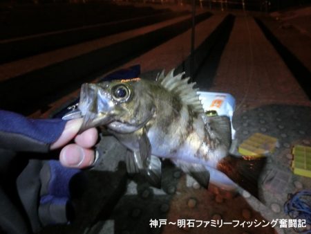 ライトゲーム日和