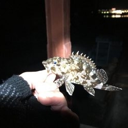 メバリング?ガシリング?