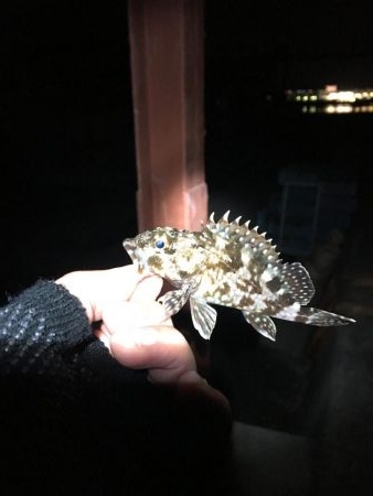 メバリング?ガシリング?