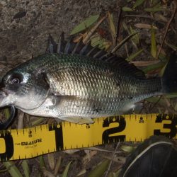 厳冬期のチニング