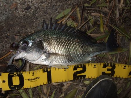 厳冬期のチニング