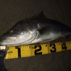 かなり戻ってきてます