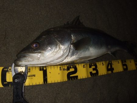 かなり戻ってきてます