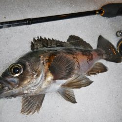 今夜も行ってしまいました