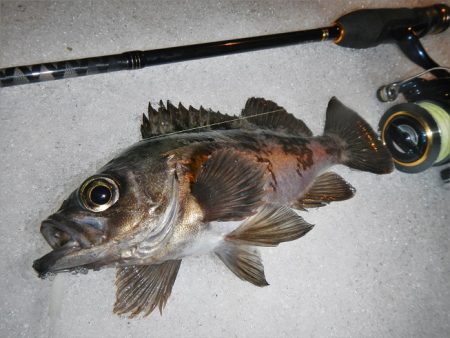 今夜も行ってしまいました