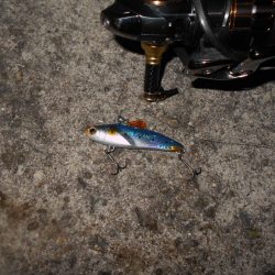 小さくても貴重な1匹…(淀川シーバス釣行)。