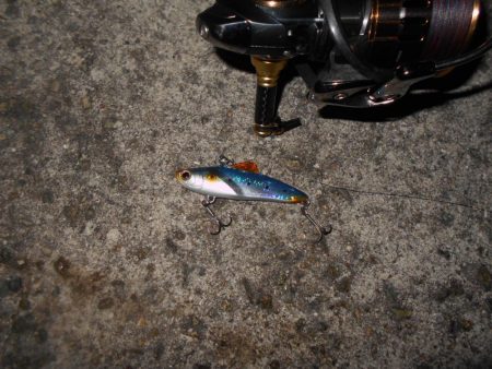 小さくても貴重な1匹…(淀川シーバス釣行)。