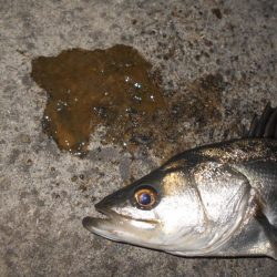 オェ～～～！！(淀川シーバス釣行)。