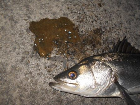 オェ～～～！！(淀川シーバス釣行)。