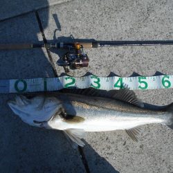 ちょこっとデイゲーム(淀川シーバス釣行)。