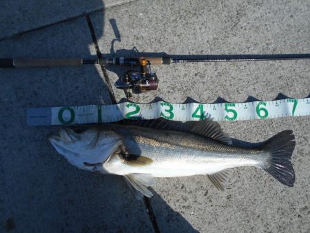 ちょこっとデイゲーム(淀川シーバス釣行)。