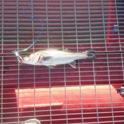 最高の釣り日和