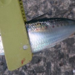 アジでもつれないかなーと