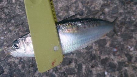 アジでもつれないかなーと