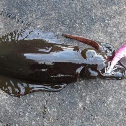 晴れのち曇り時々雪の爆風エギング