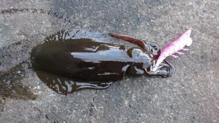 晴れのち曇り時々雪の爆風エギング