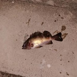 今日もプラグ縛り