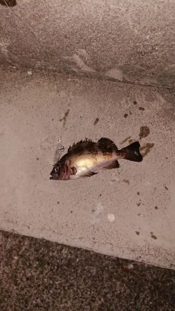 今日もプラグ縛り