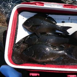 潮岬でグレ釣り