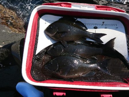 潮岬でグレ釣り